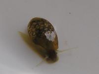 Physa fontinalis - Common Bladder Snail