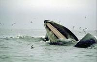 Image of: Megaptera novaeangliae (humpback whale)