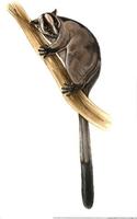 Image of: Phaner furcifer (fork-marked lemur)