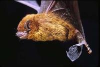 Image of: Pipistrellus javanicus (Javan pipistrelle)