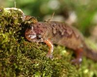 Image of: Desmognathus ochrophaeus (Allegheny mountain dusky salamander)