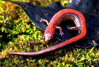 Image of: Plethodon cinereus (eastern red-backed salamander)