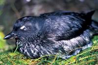 Ptychoramphus aleuticus - Cassin's Auklet