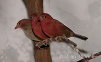 Lagonosticta senegala - Red-billed Firefinch