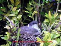 Sylvia curruca - Lesser Whitethroat