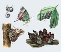 Image of: Lepidoptera (butterflies, butterflies and moths, and moths)