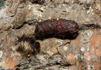 Image of: Lymantria dispar (gypsy moth)