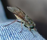 Image of: Tabanidae (deer flies)