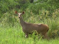 Cervus unicolor