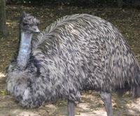 Image of: Dromaius novaehollandiae (emu)