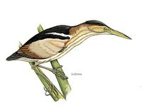 Image of: Ixobrychus exilis (least bittern)