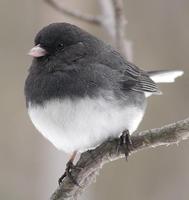 Image of: Junco hyemalis (dark-eyed junco)