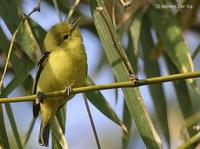 Image of: Motacilla flava (yellow wagtail)