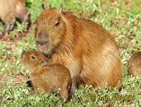 Hydrochaeris hydrochaeris - Capybara