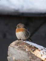 Image of: Prunella rubeculoides (robin accentor)