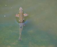 Chondrostoma nasus - Nase