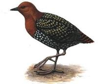 Image of: Sarothrura elegans (buff-spotted flufftail)