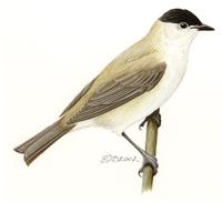 Image of: Sylvia atricapilla (blackcap)