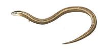 Image of: Bachia bresslaui