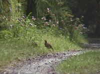 Chinese Bamboo Partridge - Bambusicola thoracicus