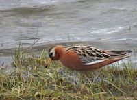 Red Phalarope - Phalaropus fulicarius