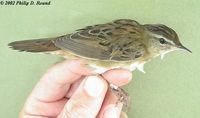 Rusty-rumped Warbler - Locustella certhiola