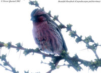 Beautiful Rosefinch - Carpodacus pulcherrimus