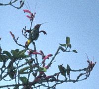 Whitehead's Spiderhunter - Arachnothera juliae