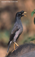 Jungle Myna - Acridotheres fuscus