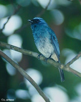 Indigo Flycatcher - Eumyias indigo