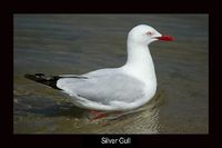 Silver Gull