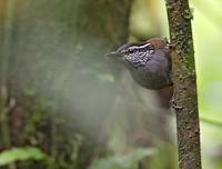 Gray-breasted Wood-Wren (Henicorhina leucophrys) photo