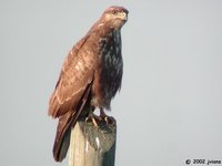 Eurasian Buzzard - Buteo buteo