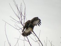 Rough-legged Hawk - Buteo lagopus