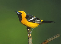 Hooded Oriole (Icterus cucullatus) photo