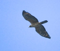 Oriental Honey-Buzzard (Pernis ptilorhynchus) photo