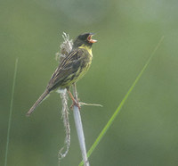 Black-faced Bunting (Emberiza spodocephala) photo