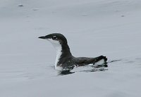 Xantus' Murrelet - Synthliboramphus hypoleucus