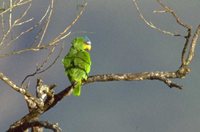 White-fronted Parrot - Amazona albifrons