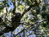 Rufous-legged Owl - Strix rufipes