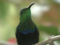 Green-throated Carib - Eulampis holosericeus