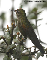 Rainbow-bearded Thornbill - Chalcostigma herrani