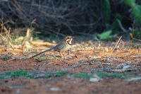 Long-tailed Ground-Roller - Uratelornis chimaera