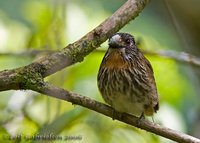 Black-streaked Puffbird - Malacoptila fulvogularis