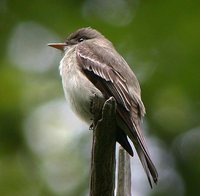 Eastern Wood-Pewee - Contopus virens