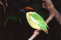 Noisy Pitta - Pitta versicolor