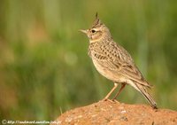 Crested Lark - Galerida cristata