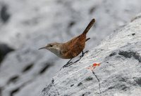 Canyon Wren - Catherpes mexicanus