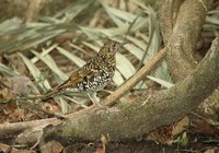 Scaly Thrush - Zoothera dauma