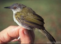 Green-backed Camaroptera - Camaroptera brachyura